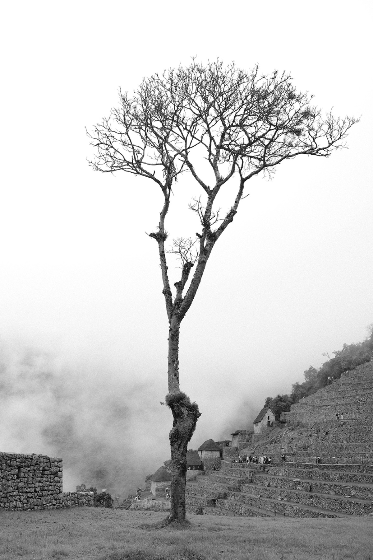 Baum im Nebel